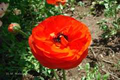 Papaver dubium